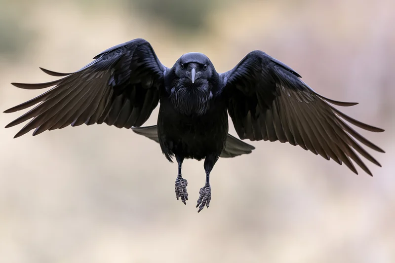 Black raven mid-landing with wings fully spread against blurred natural background
