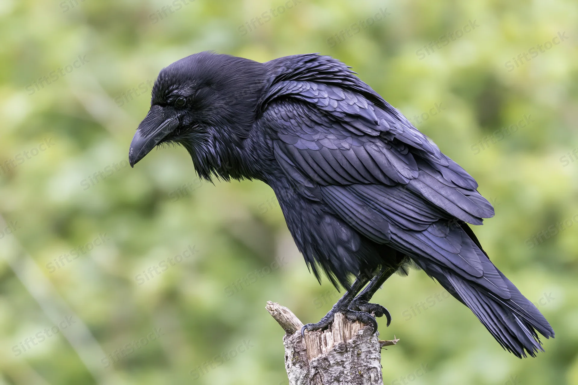 Common raven perched on a weathered broken tree stump in a green forest setting
