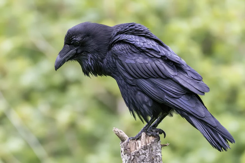 Common raven perched on a weathered broken tree stump in a green forest setting