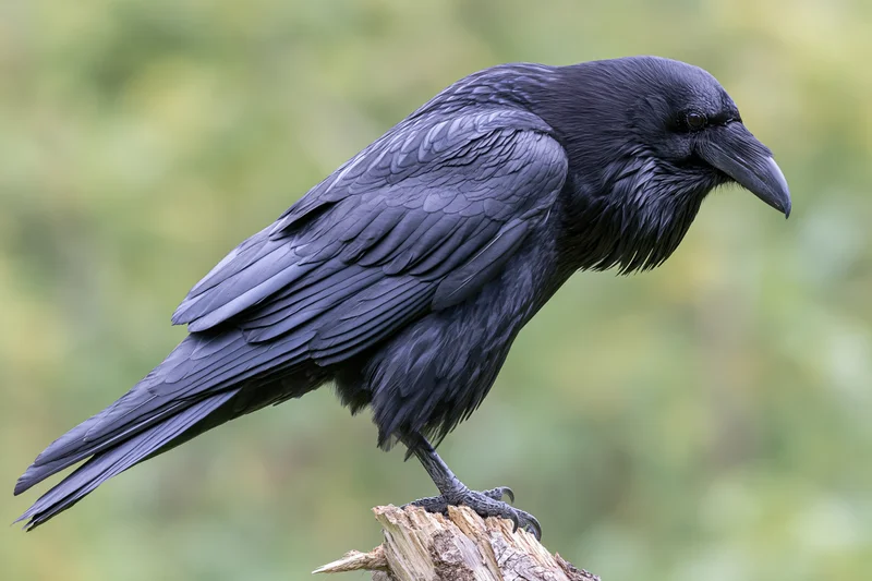 Large common raven perched on a weathered broken tree stump in a natural outdoor setting
