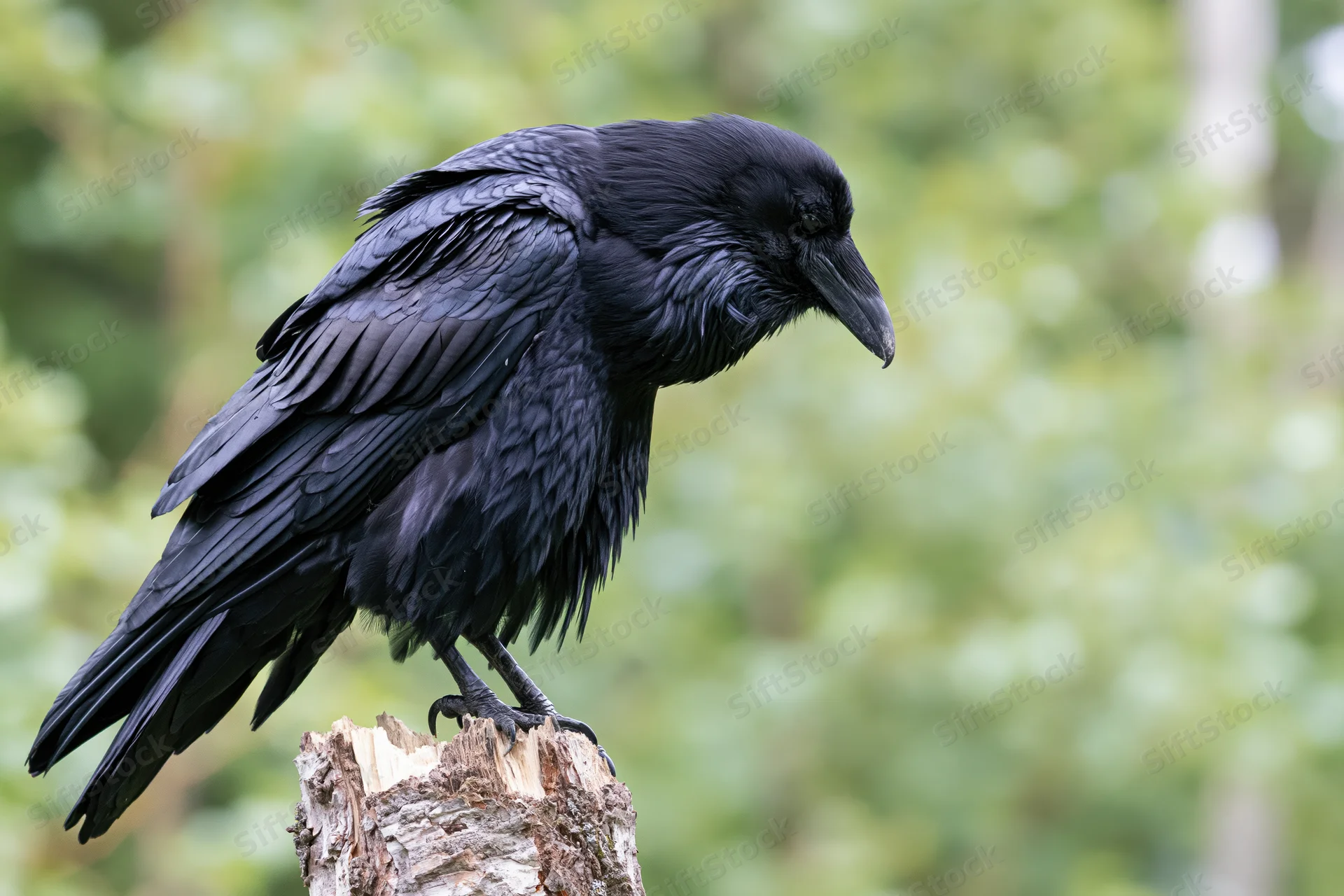 Common raven perched on a weathered broken tree stump in a forest setting