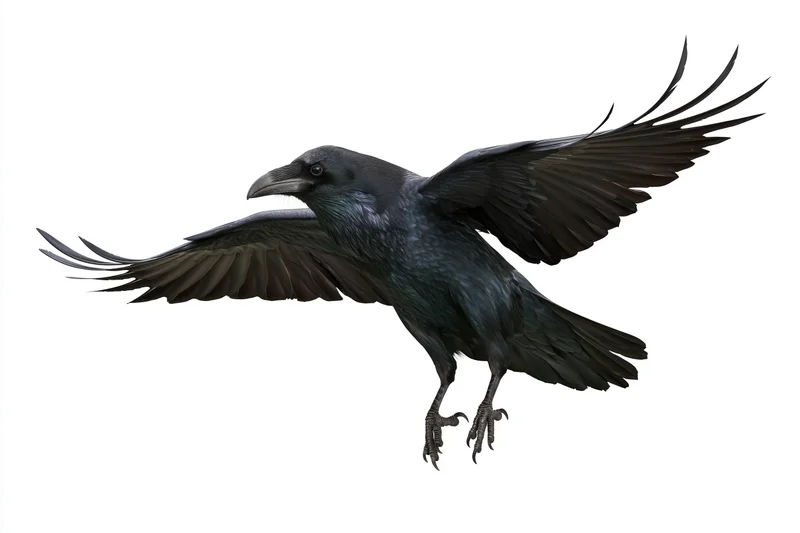 Raven in mid-flight with wings fully spread and talons extended against white background