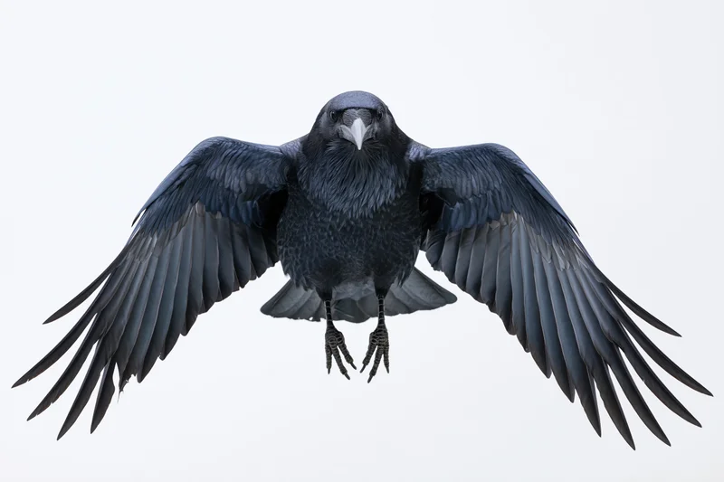 Raven in mid-flight with wings fully spread facing forward against white background
