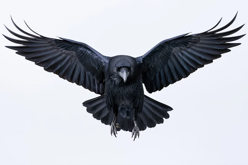 Raven in mid-flight with wings fully spread against white background