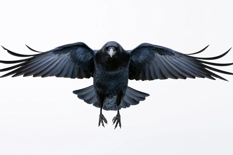 Raven in mid-flight with wings fully spread against white background