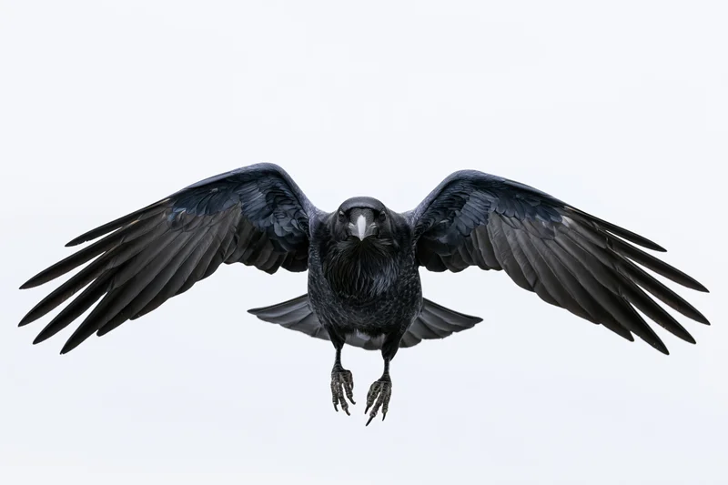Raven in mid-flight with wings fully spread against white background