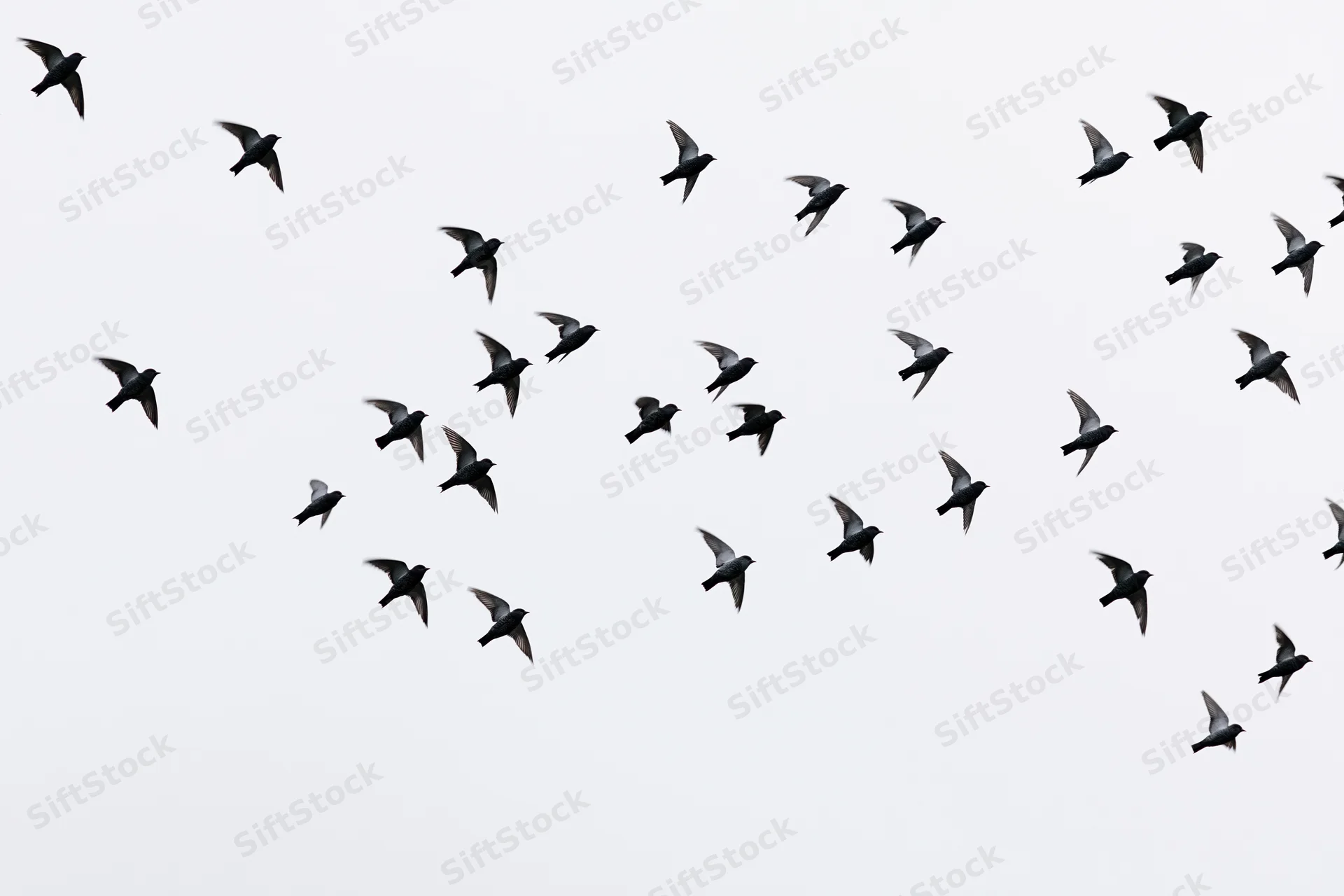 Loose flock of small birds in mid-flight against overcast sky
