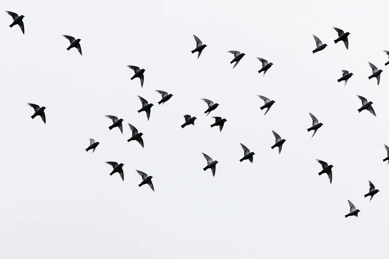 Loose flock of small birds in mid-flight against overcast sky
