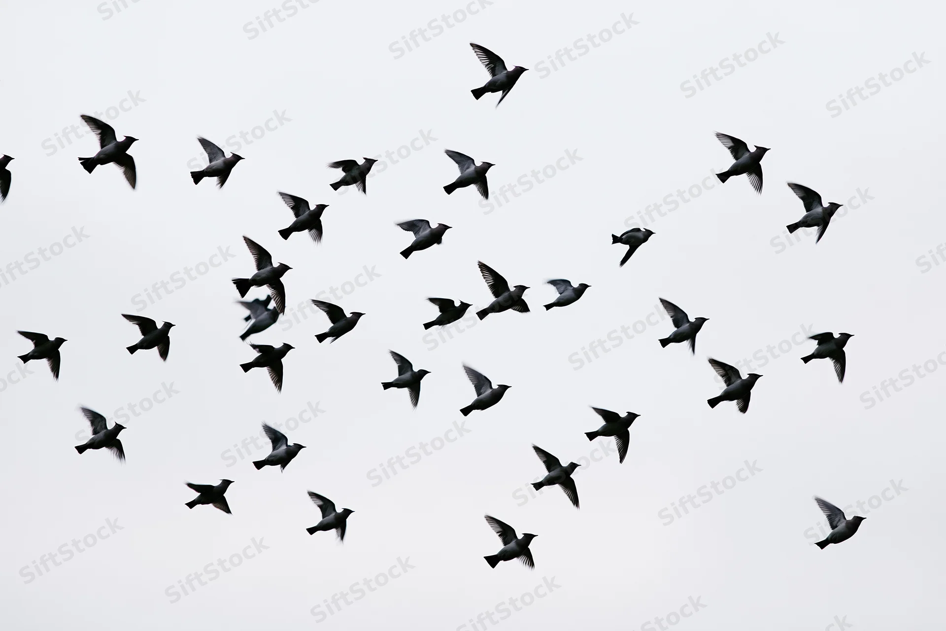 Flock of small birds in mid-flight against overcast sky