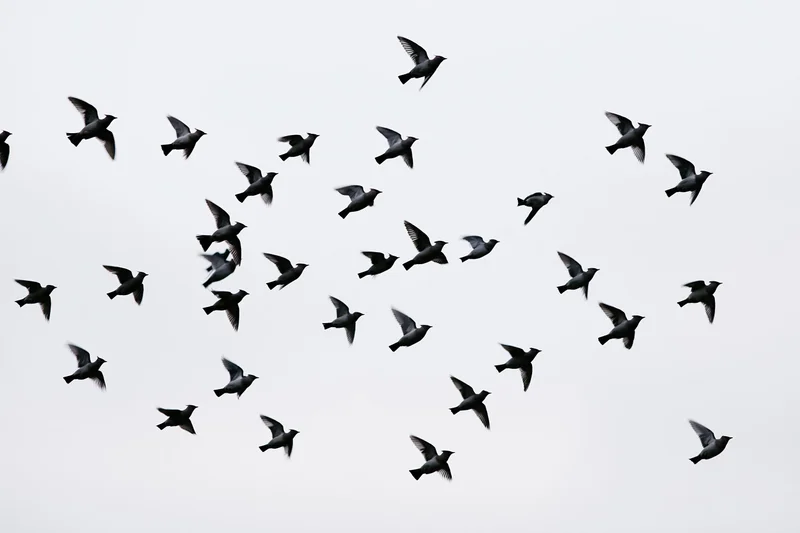 Flock of small birds in mid-flight against overcast sky