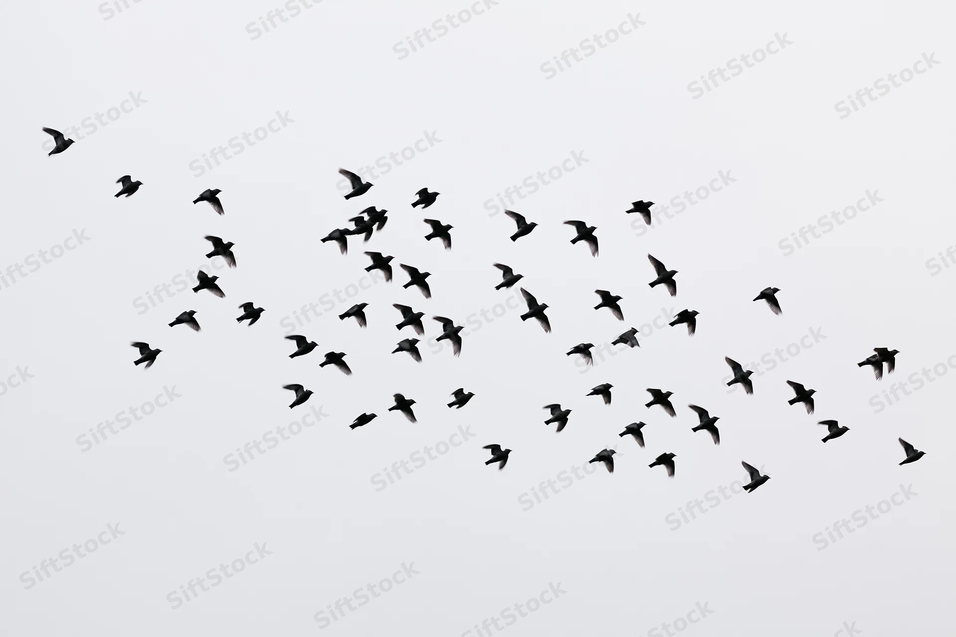 Flock of small birds in mid-flight against a pale sky