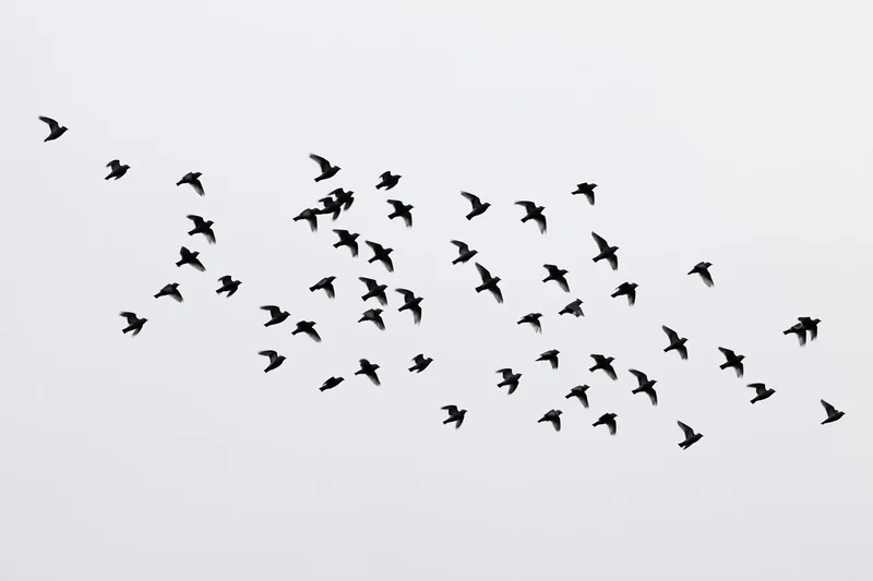 Flock of small birds in mid-flight against a pale sky