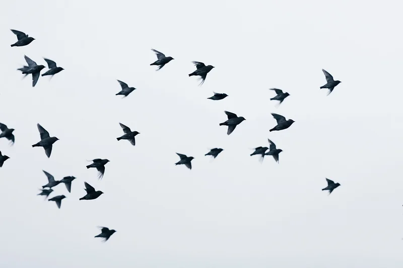 A loose flock of small birds in mid-flight against an overcast sky