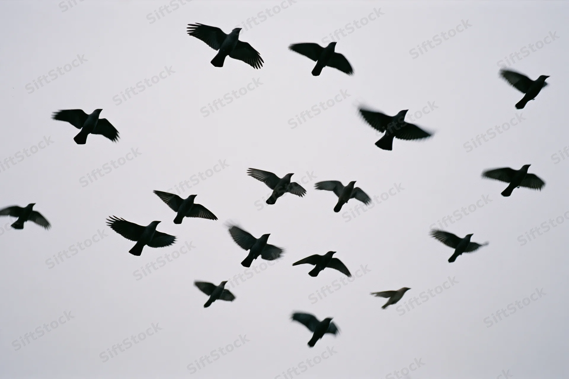 Silhouetted birds in mid-flight against overcast sky