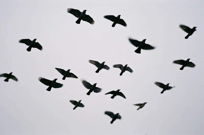 Silhouetted birds in mid-flight against overcast sky