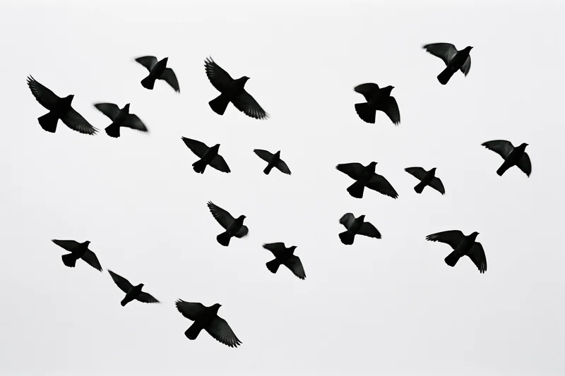 Dark birds in mid-flight forming a loose flock against a white sky