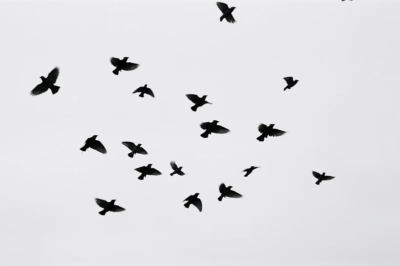 Dark birds in mid-flight silhouetted against a white sky