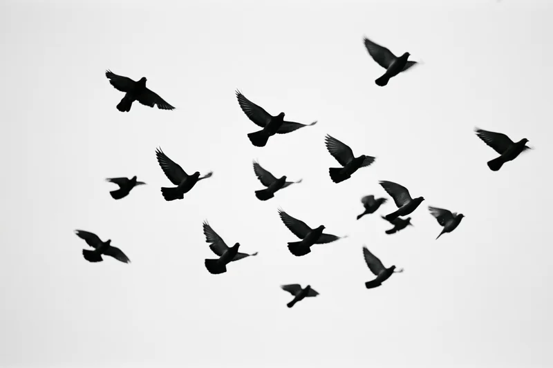 Dark birds in mid-flight forming a loose flock against a white sky