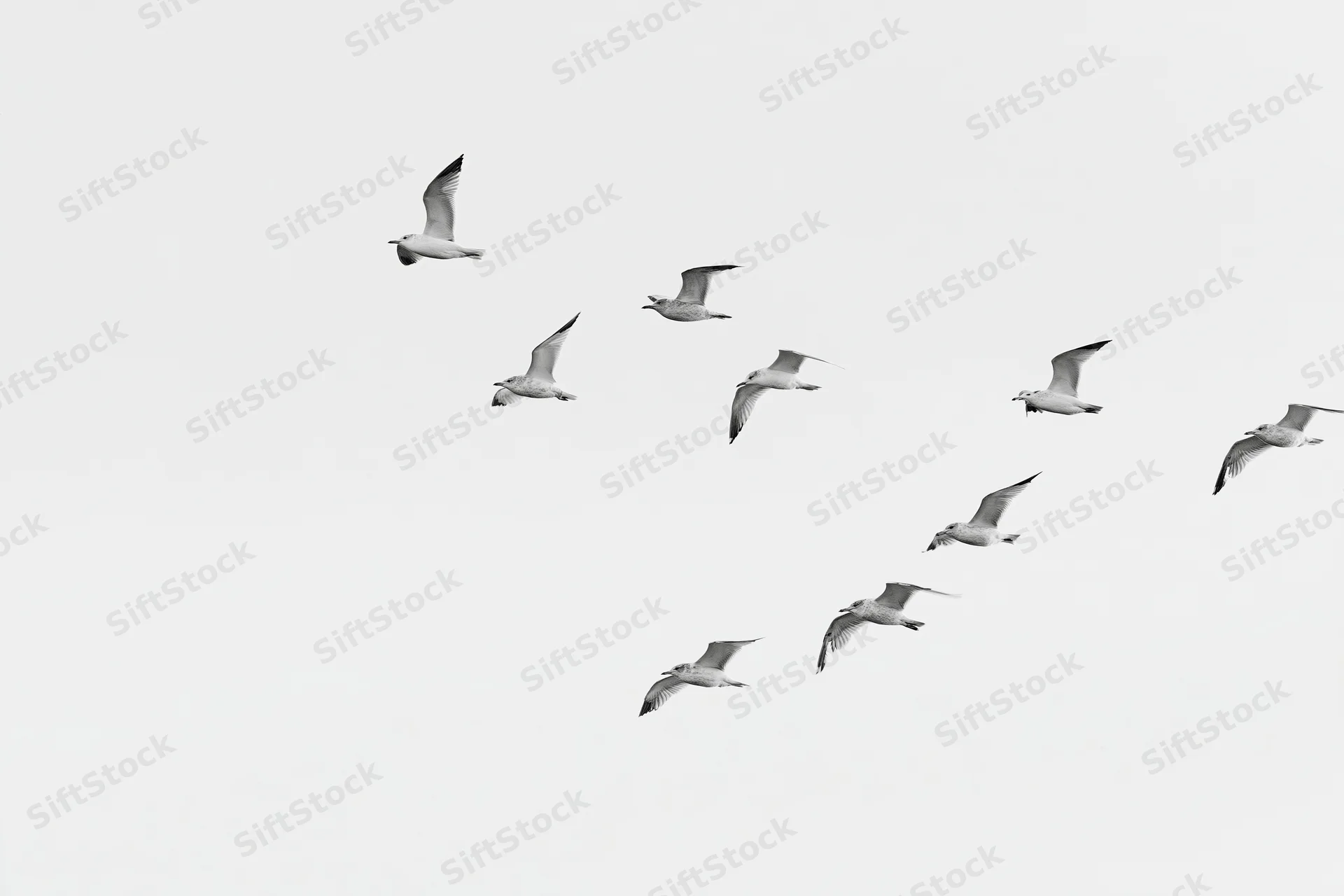 Seagulls in mid-flight with wings spread against a plain sky