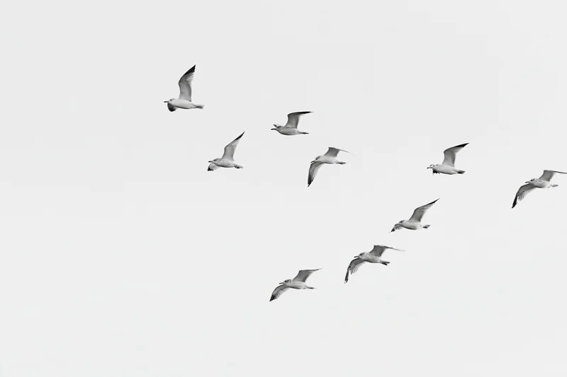 Seagulls in mid-flight with wings spread against a plain sky