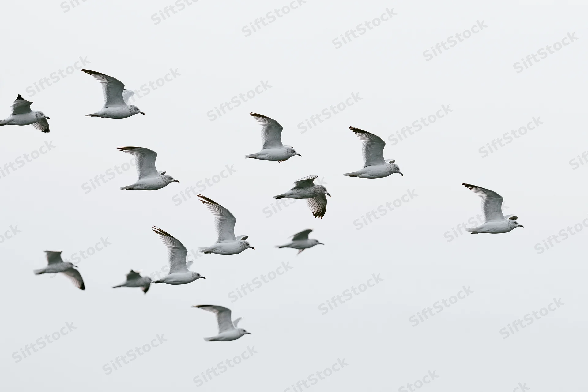 Seagulls in mid-flight with wings spread against overcast sky