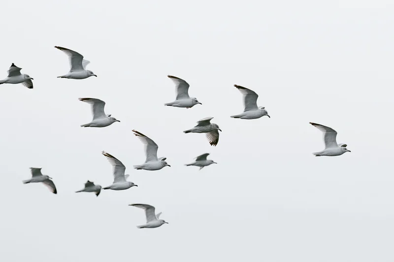 Seagulls in mid-flight with wings spread against overcast sky