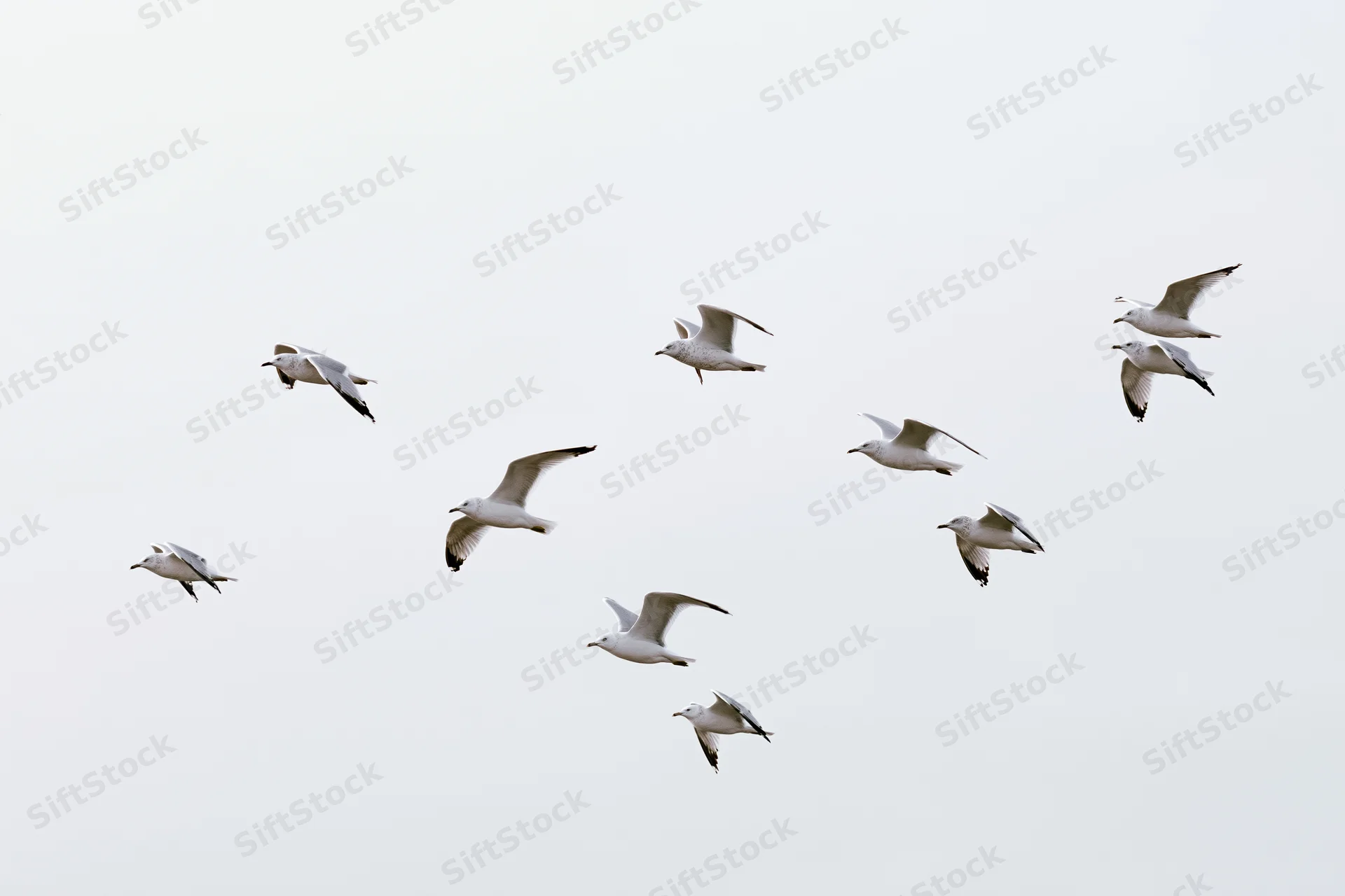 Seagulls in mid-flight with wings spread against a pale sky