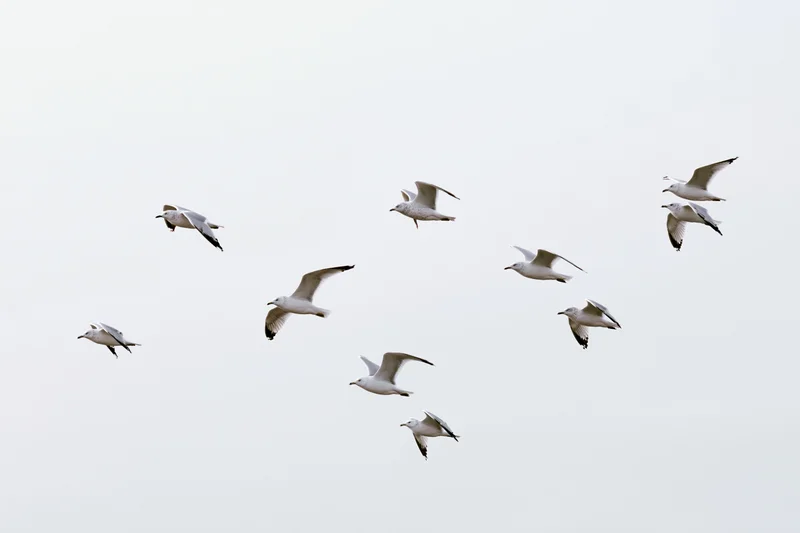 Seagulls in mid-flight with wings spread against a pale sky