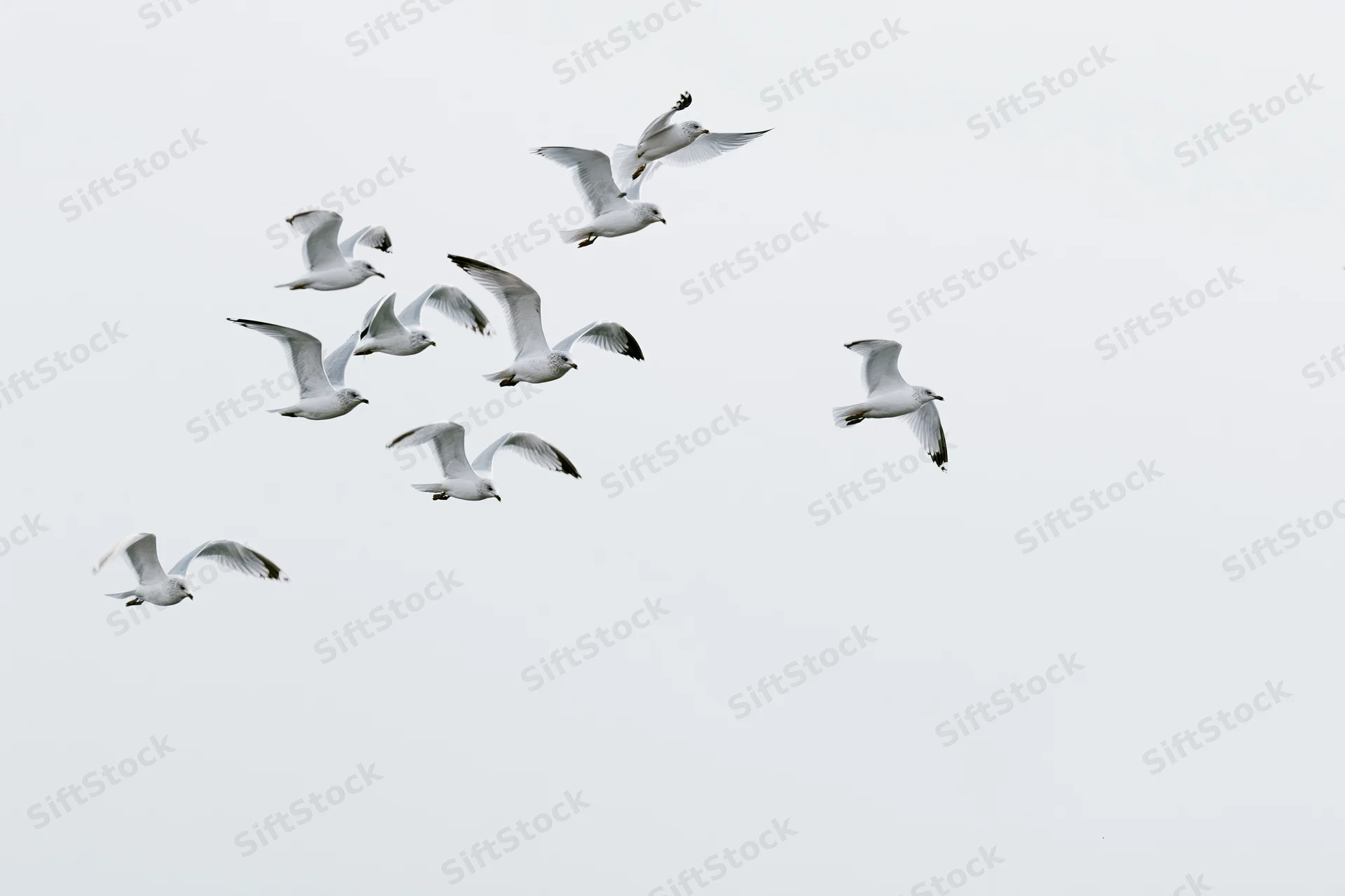 A loose flock of seagulls in mid-flight with wings spread against a pale sky