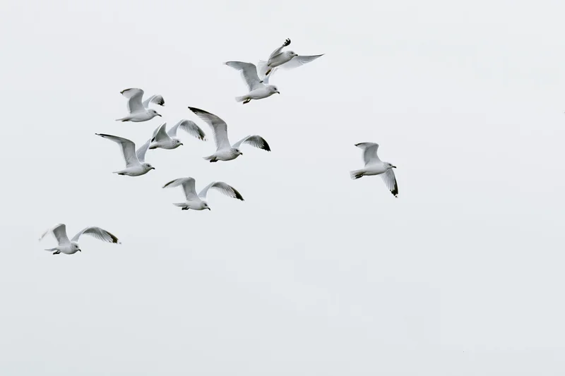 A loose flock of seagulls in mid-flight with wings spread against a pale sky