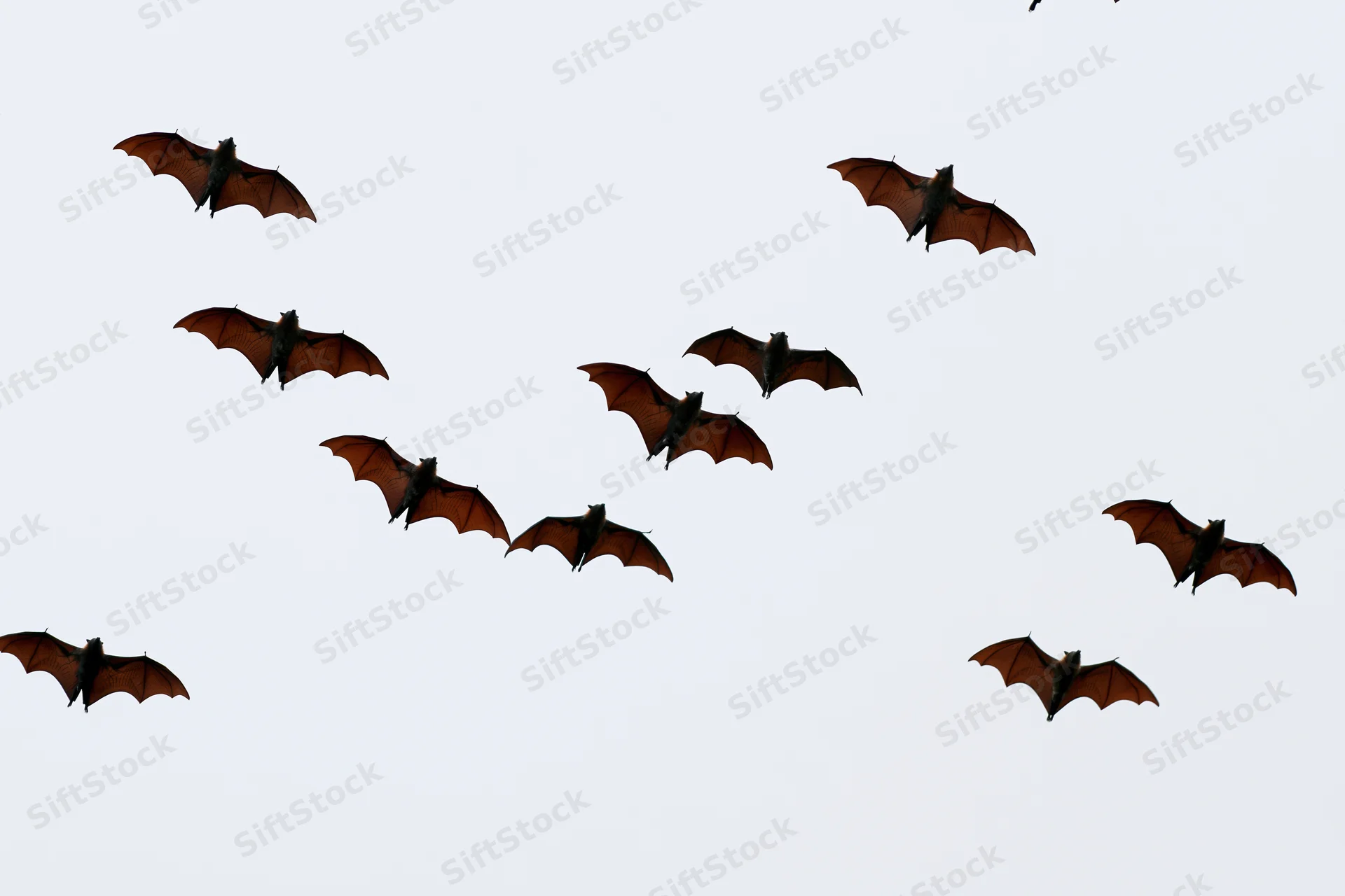 Large fruit bats flying in scattered formation against overcast sky