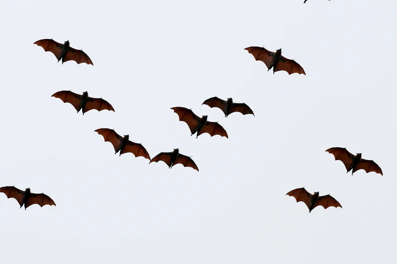 Large fruit bats flying in scattered formation against overcast sky