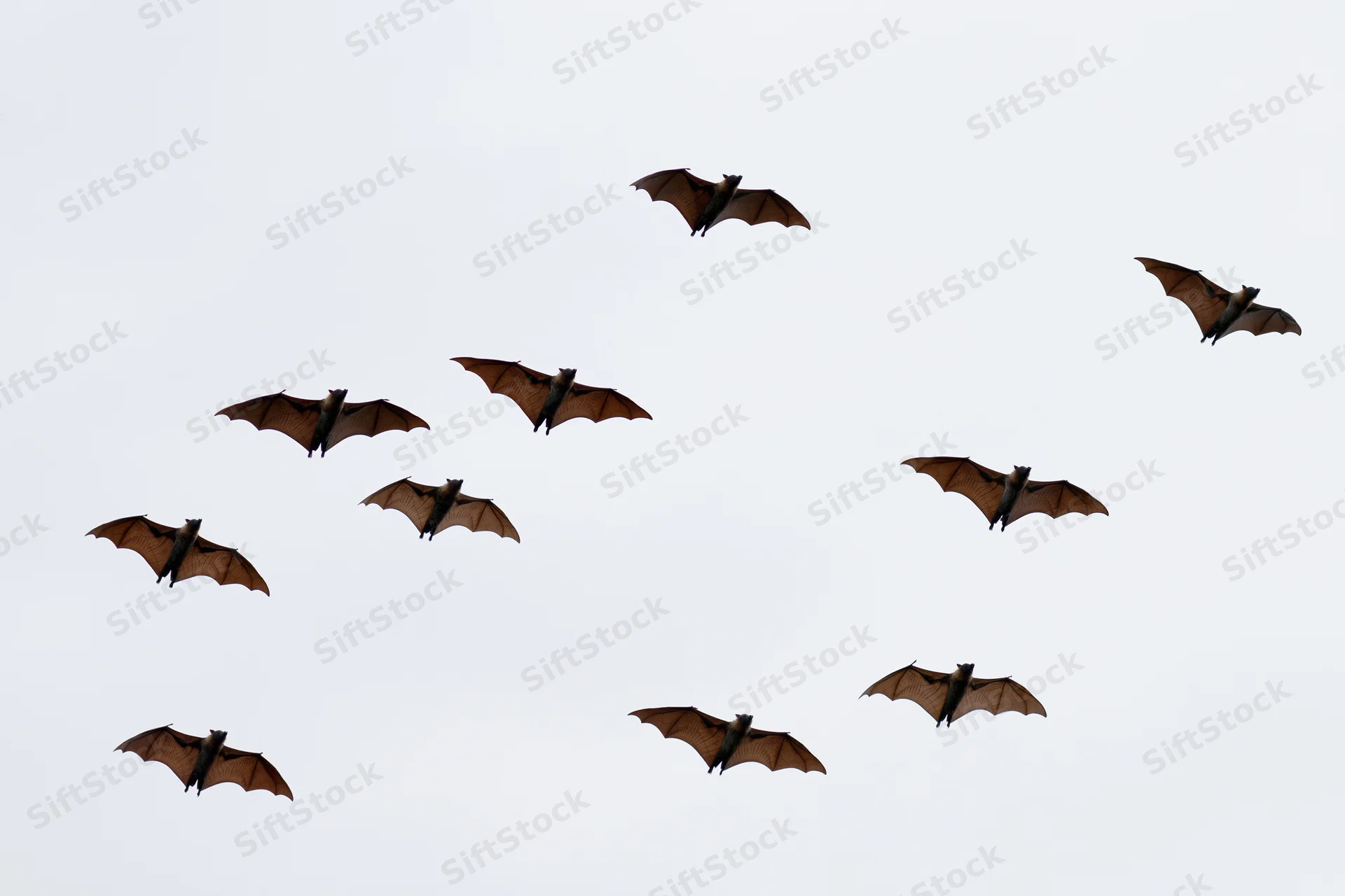 Large fruit bats flying in scattered formation against overcast sky