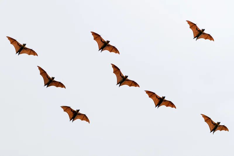 Large fruit bats flying in scattered formation against overcast sky