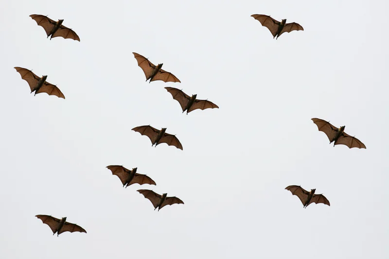 Large fruit bats flying in scattered formation against overcast sky