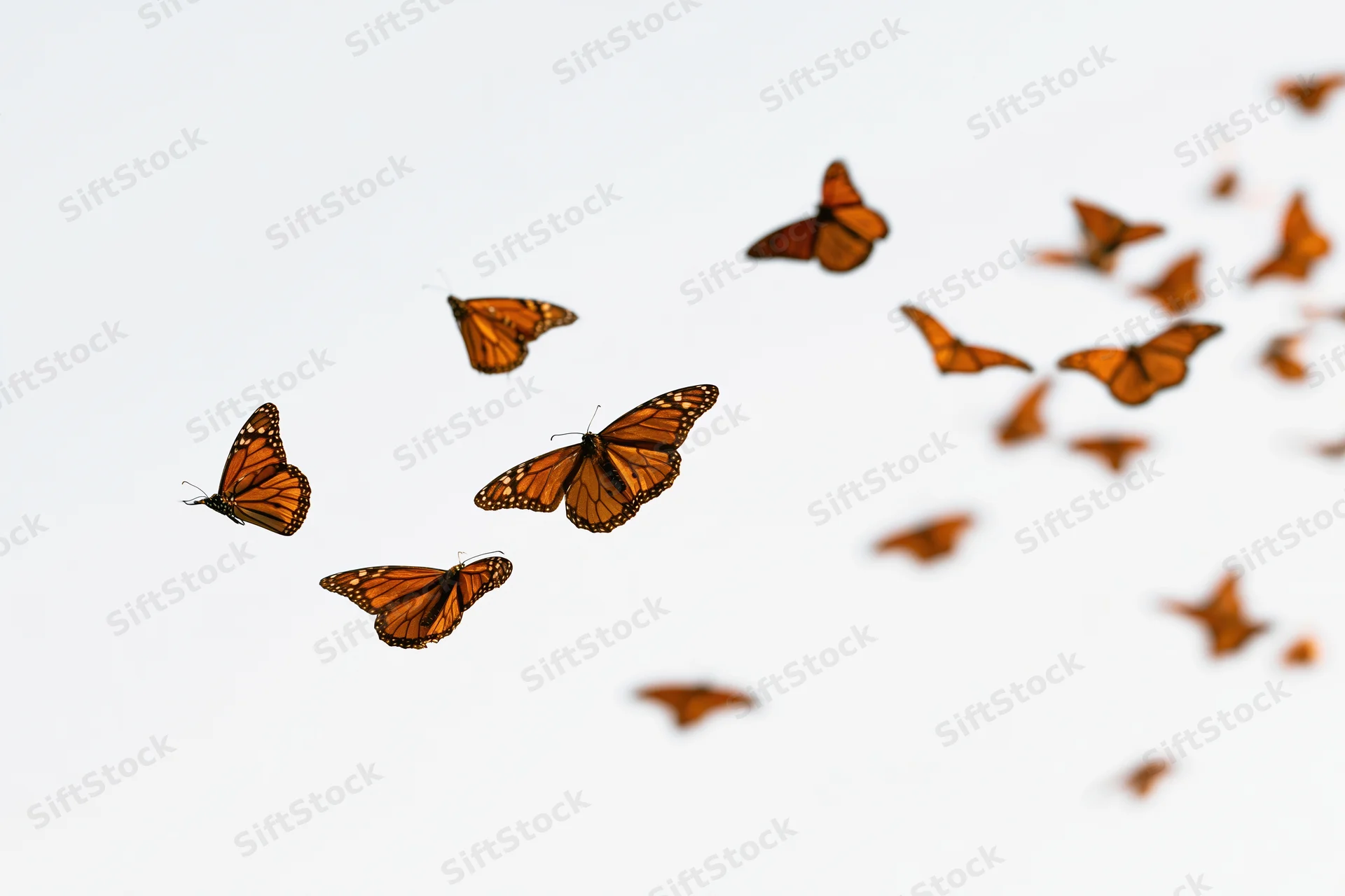 Monarch butterflies in mid-flight scattered across a white sky with copyspace