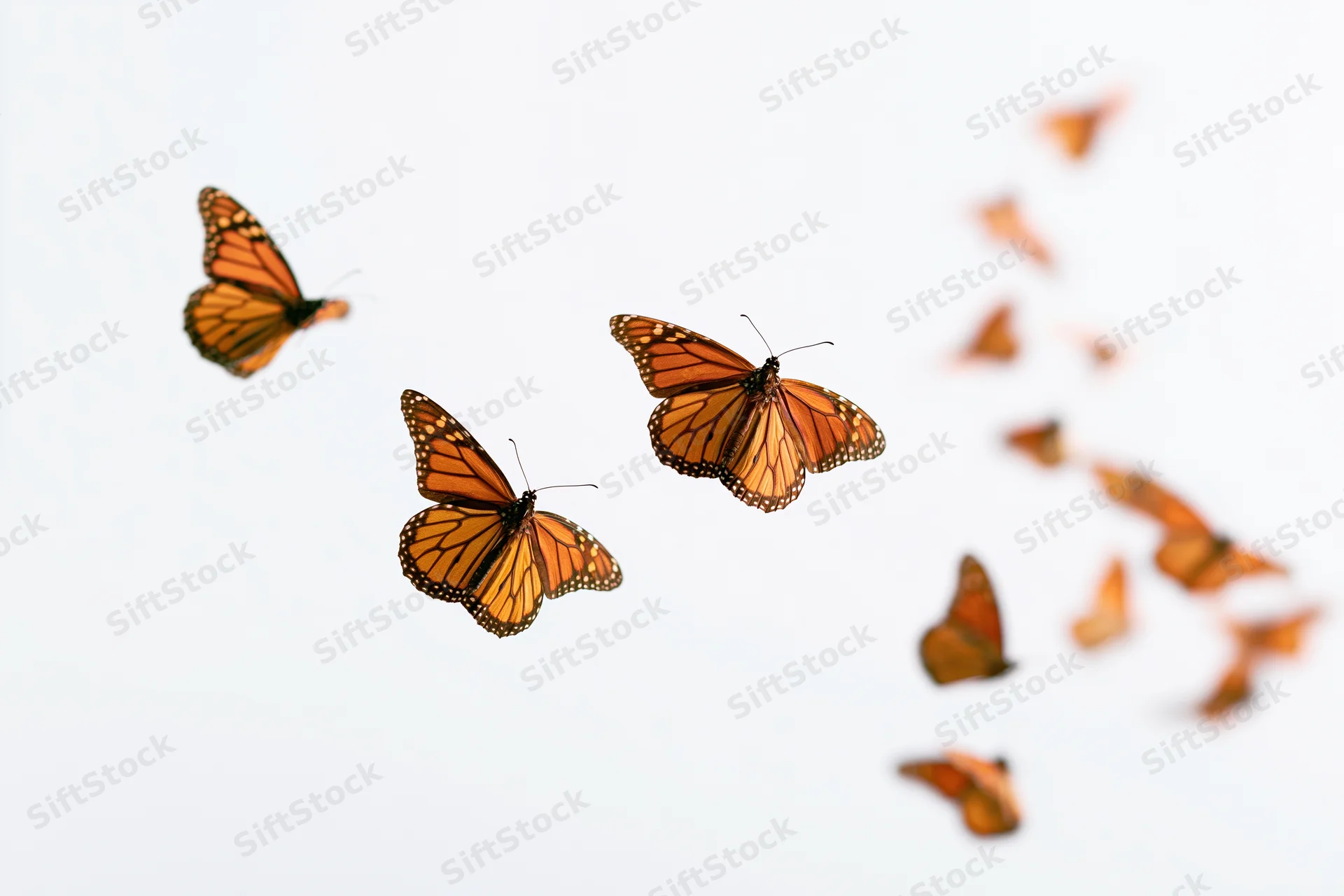 Monarch butterflies in mid-flight scattered across a white sky background