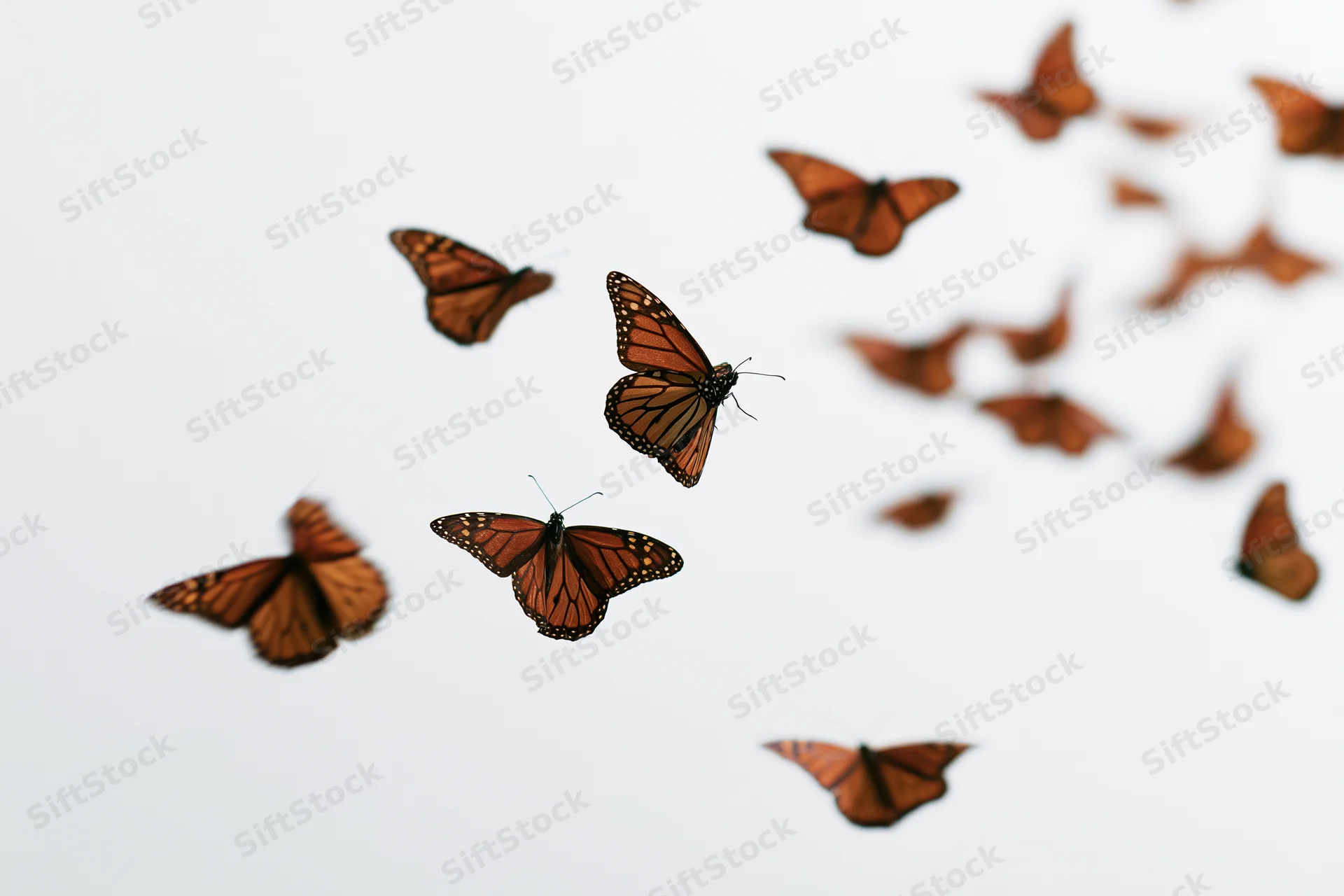 Monarch butterflies in mid-flight scattered against a white background