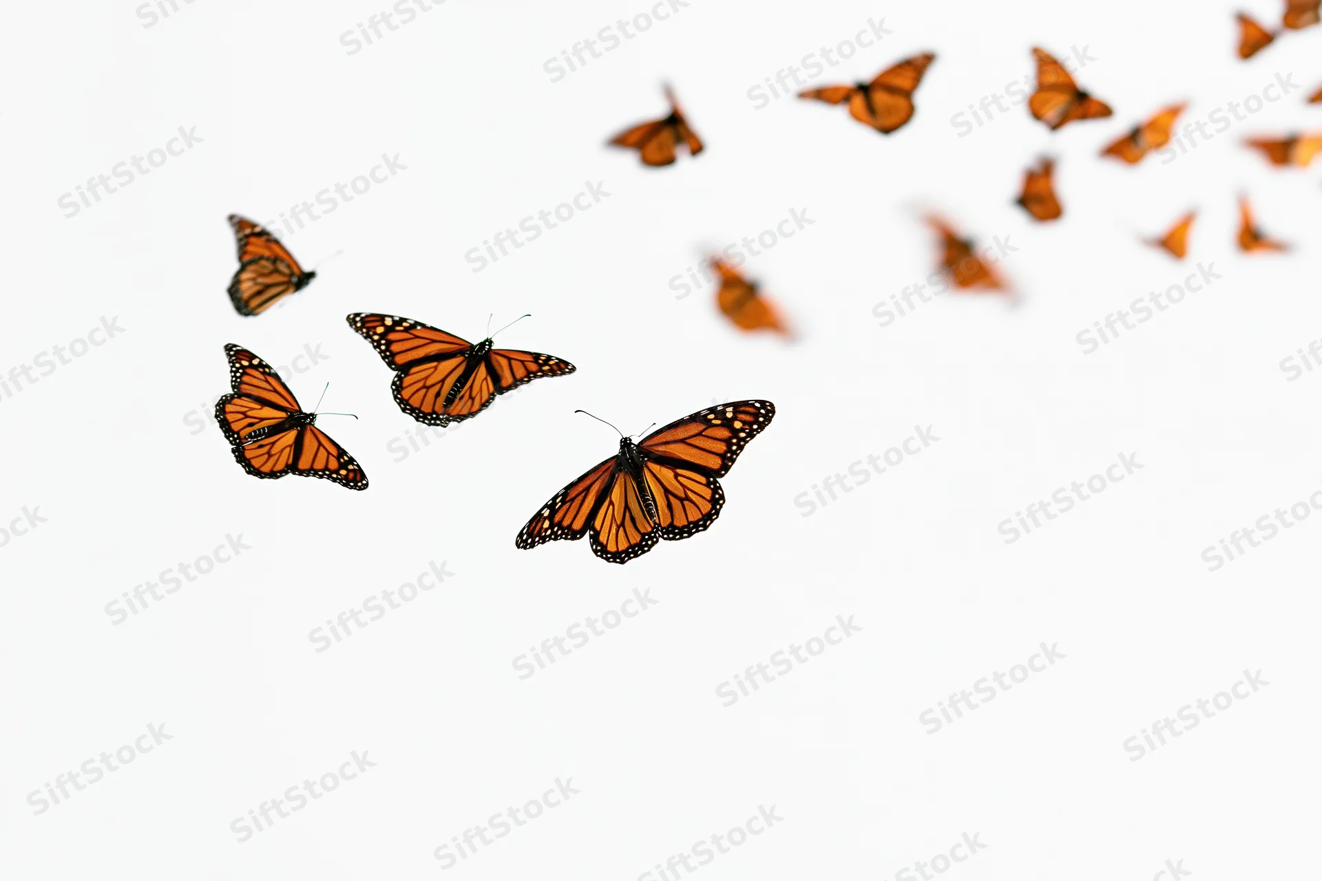 Monarch butterflies in mid-flight scattered across white background