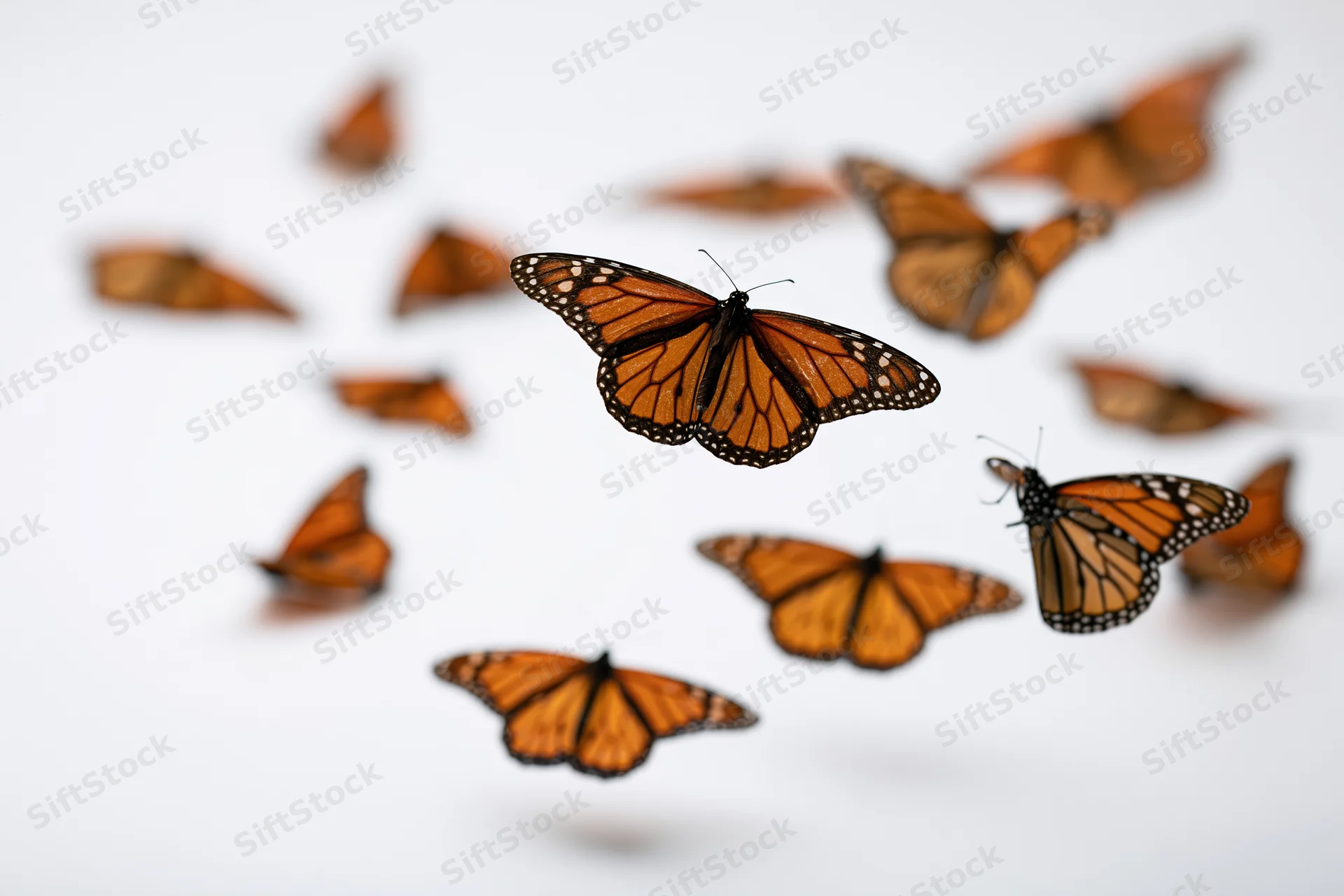 Monarch butterflies in mid-flight with wings spread against a white background