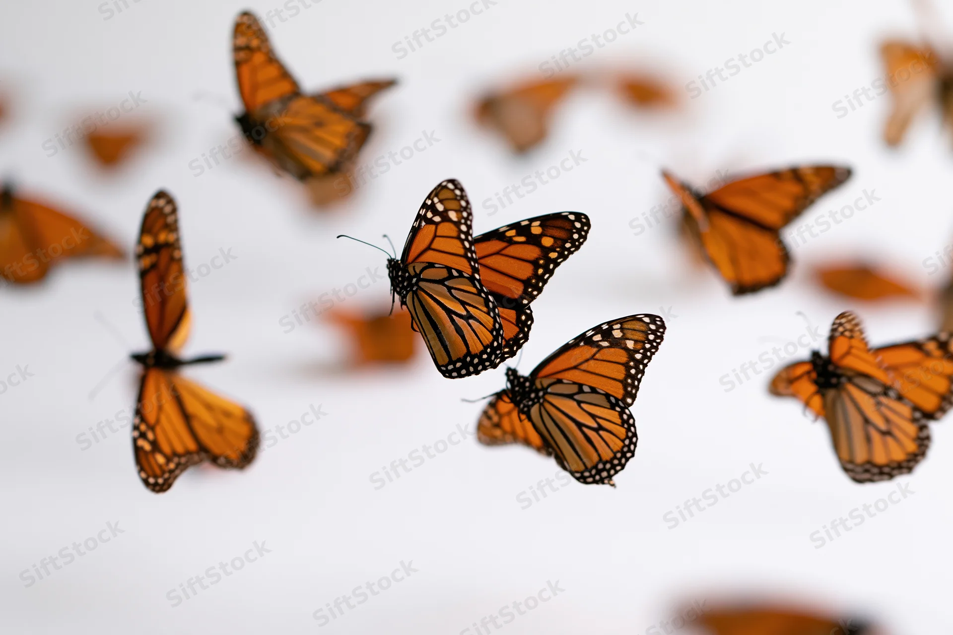 Monarch butterflies in mid-flight with wings spread against a bright background