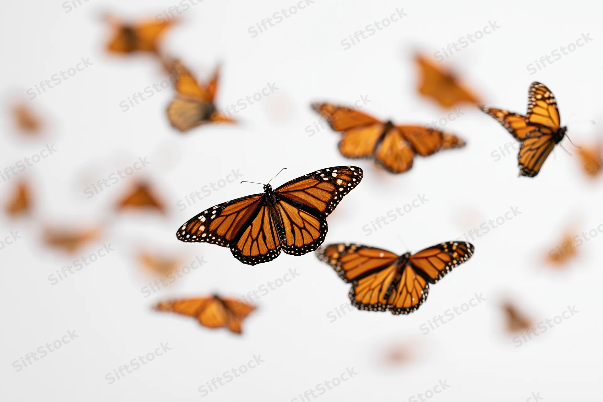 Monarch butterflies in mid-flight with wings spread against a white background