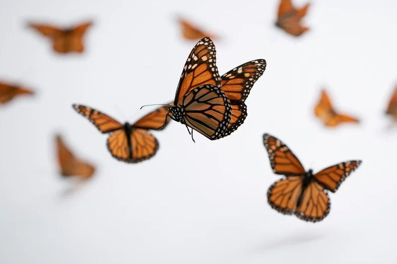 Monarch butterflies in mid-flight with wings spread against a white background