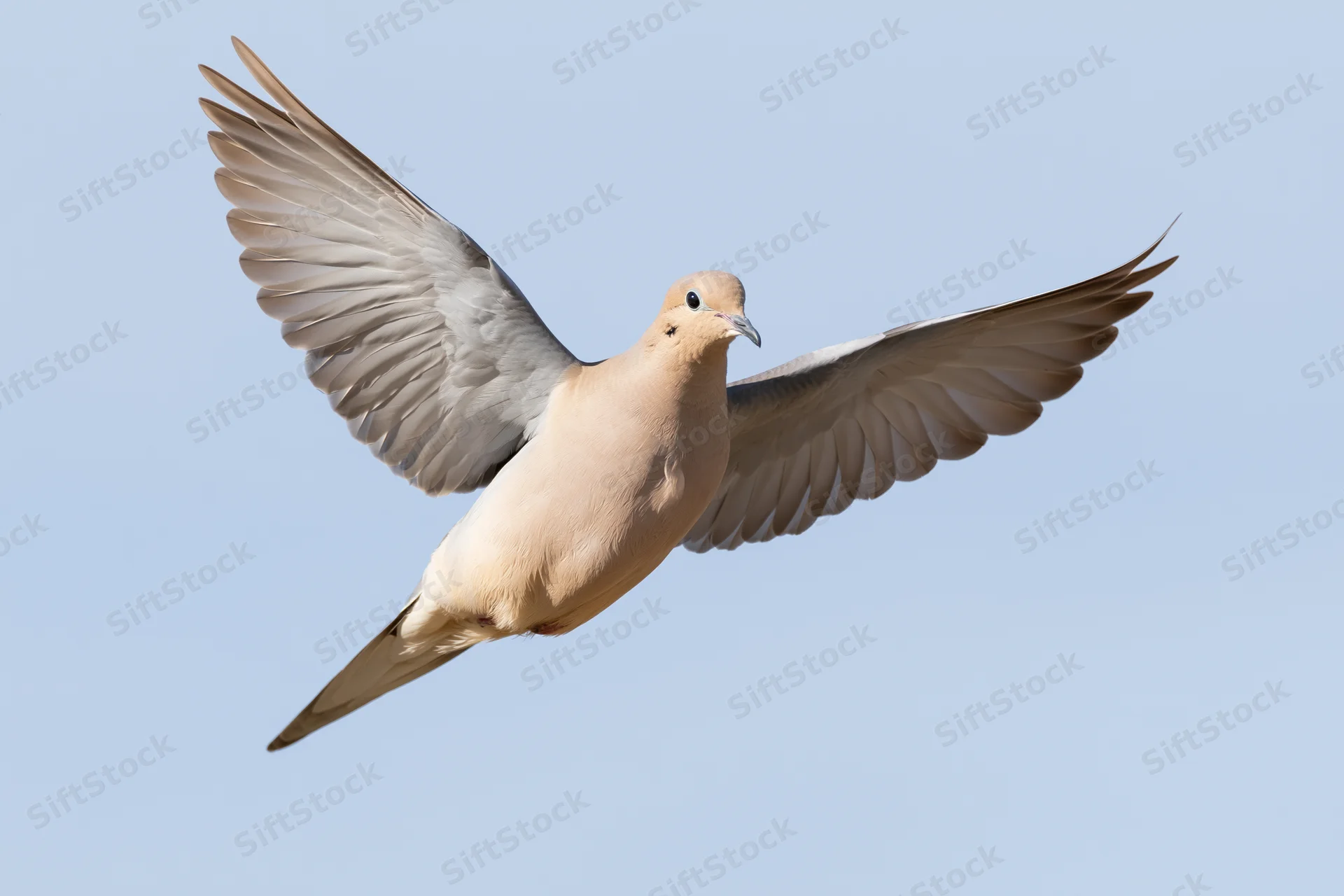 Mourning dove in mid-flight with wings fully spread against a clear blue sky