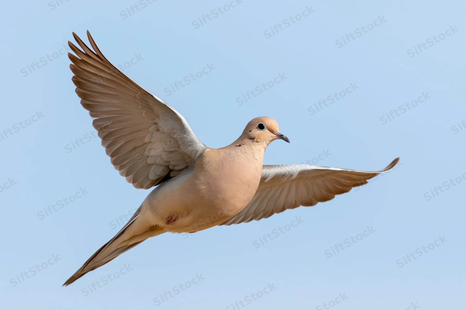 Mourning dove in mid-flight with wings fully spread against a clear blue sky