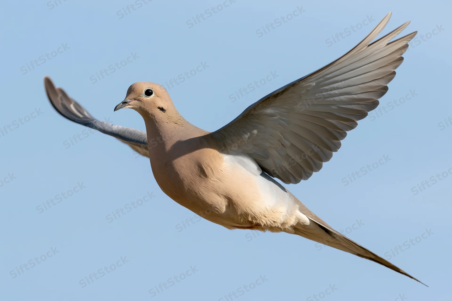 Mourning dove in mid-flight with wings fully spread against clear blue sky