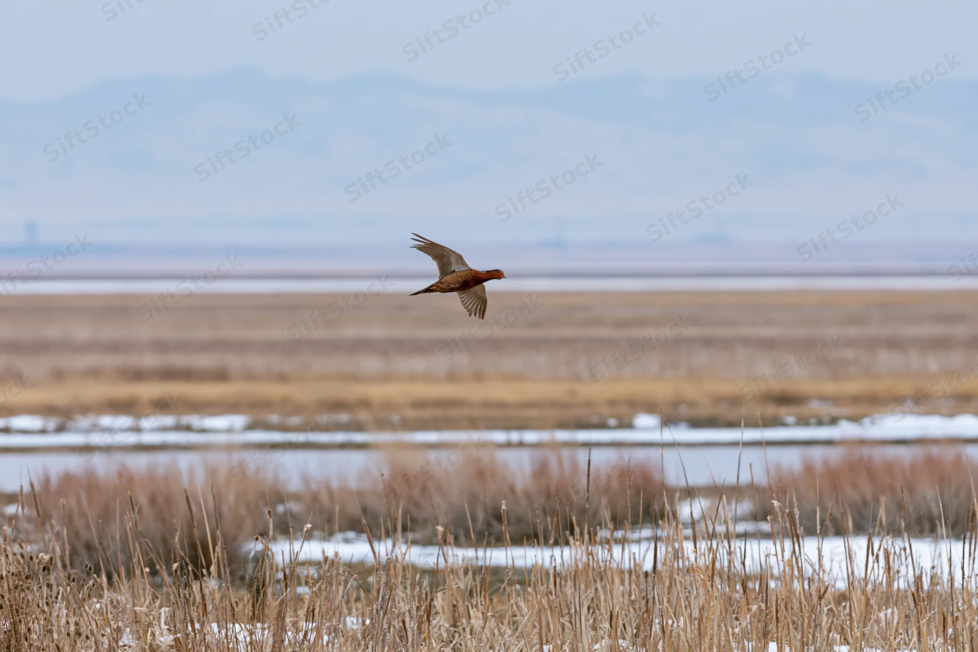 Ring-necked pheasant in mid-flight over snowy winter wetland with reeds and distant mountains