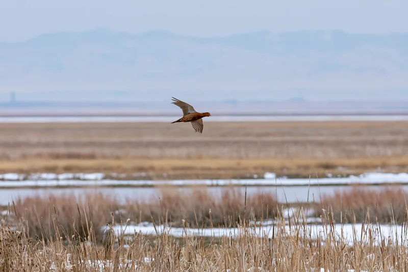 Ring-necked pheasant in mid-flight over snowy winter wetland with reeds and distant mountains