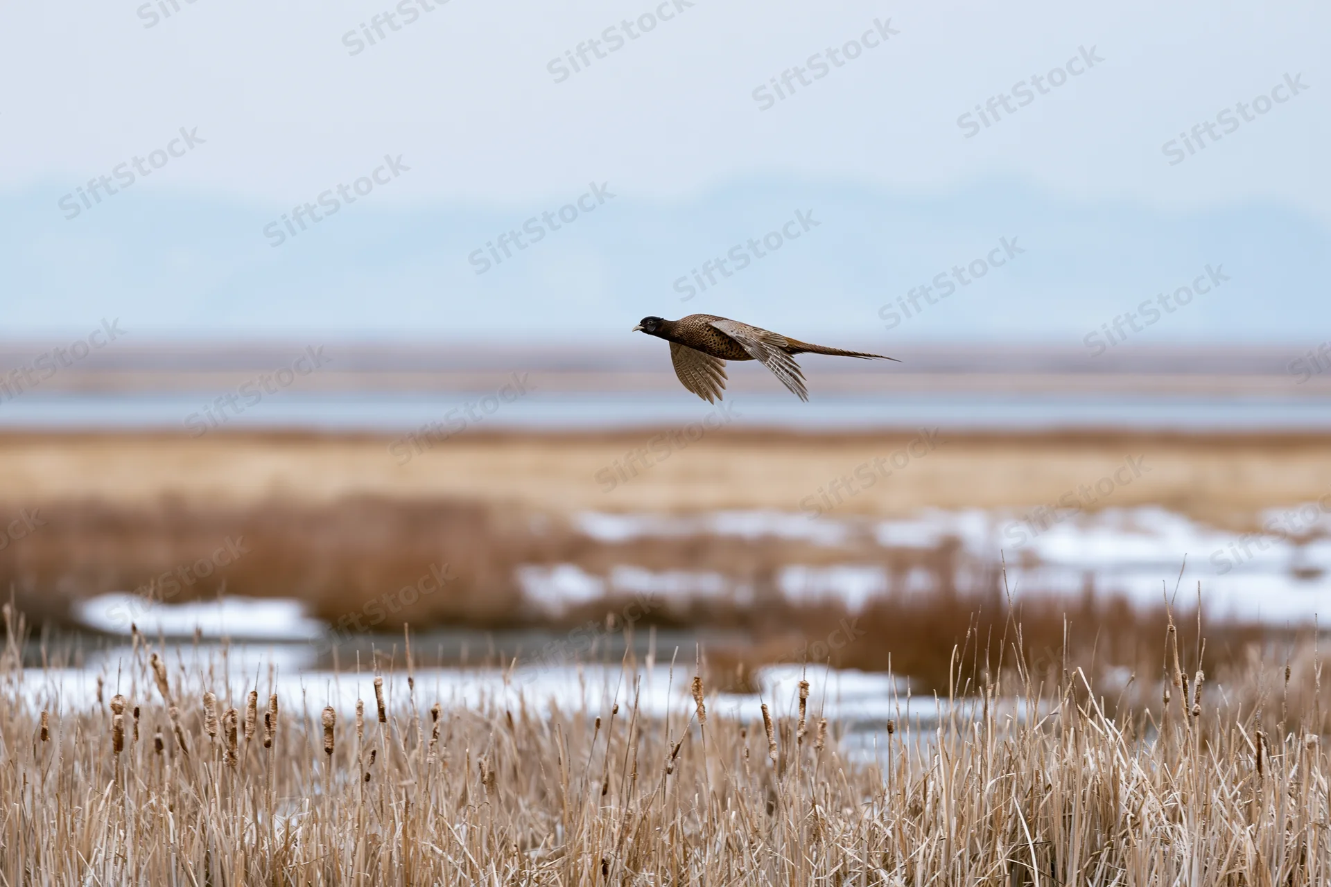 Ring-necked pheasant in flight over snowy winter wetland with reeds and open water