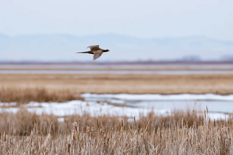 Ring-necked pheasant in flight over snowy winter wetland with reeds and open water